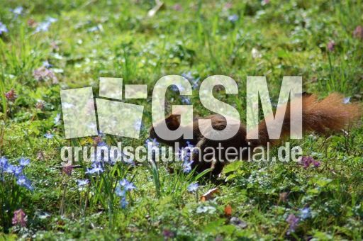 Eichhörnchen-Flucht 07.JPG